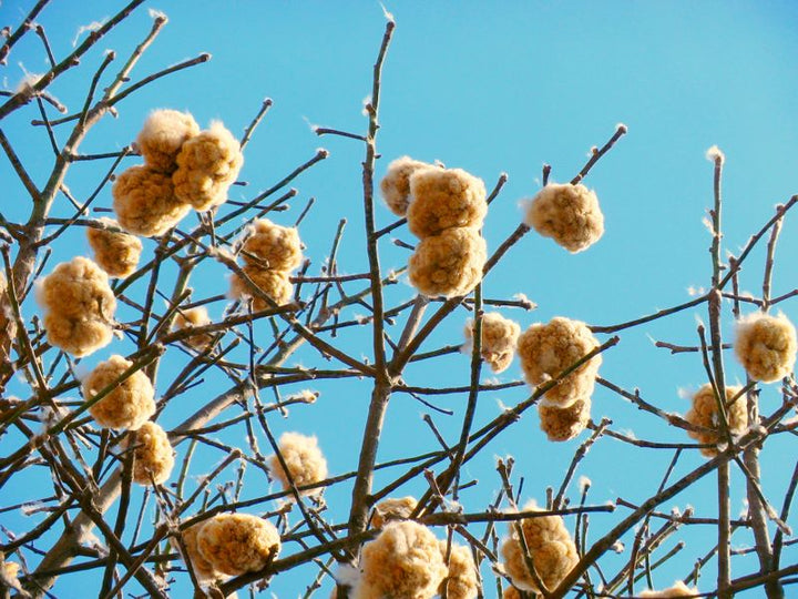 Ceiba Kapok Pillow