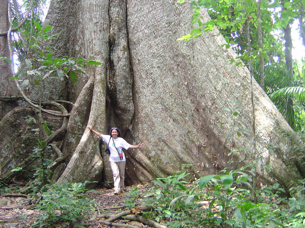 Ceiba Kapok Pillow